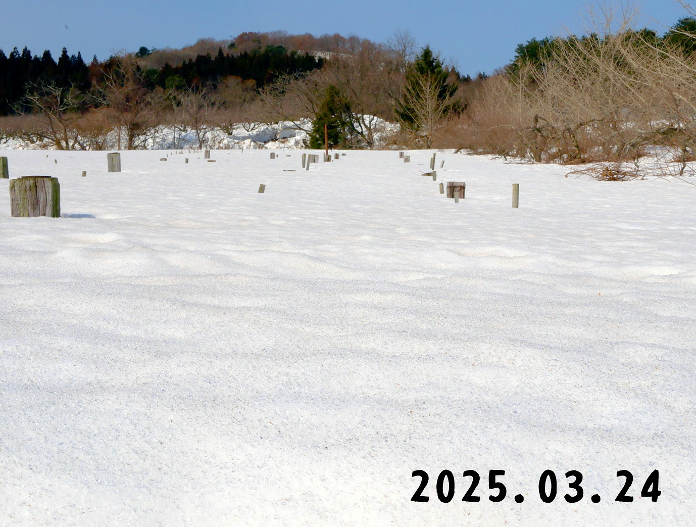 森の中の果樹園のラズベリー