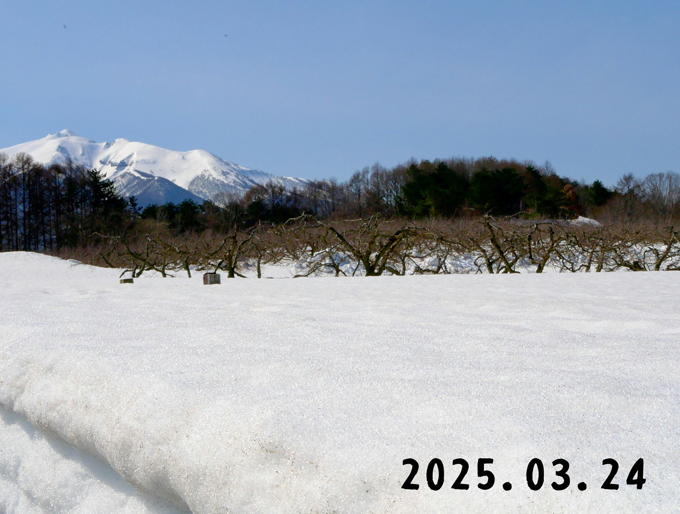 森の中の果樹園のマルメロ