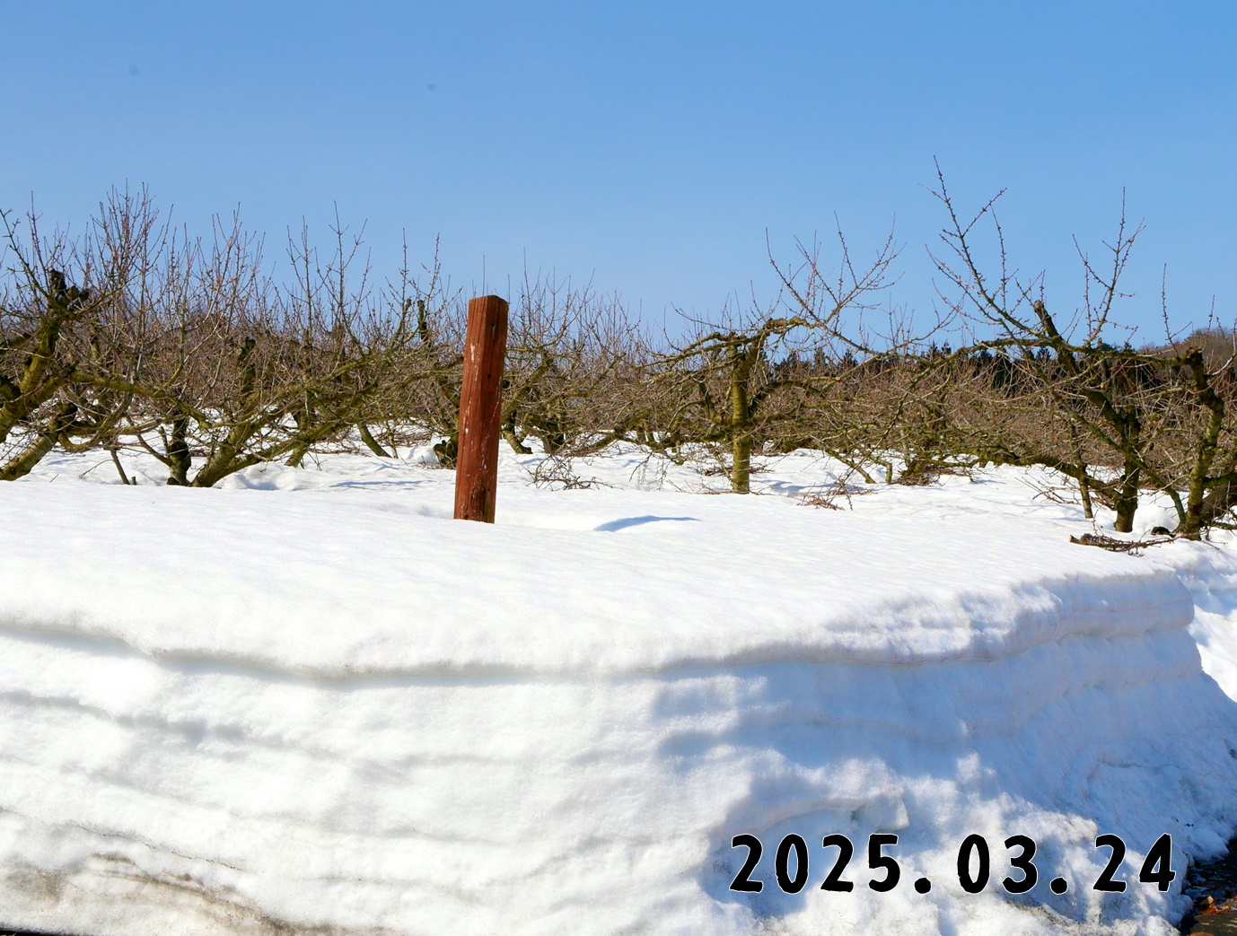 森の中の果樹園のサクランボ