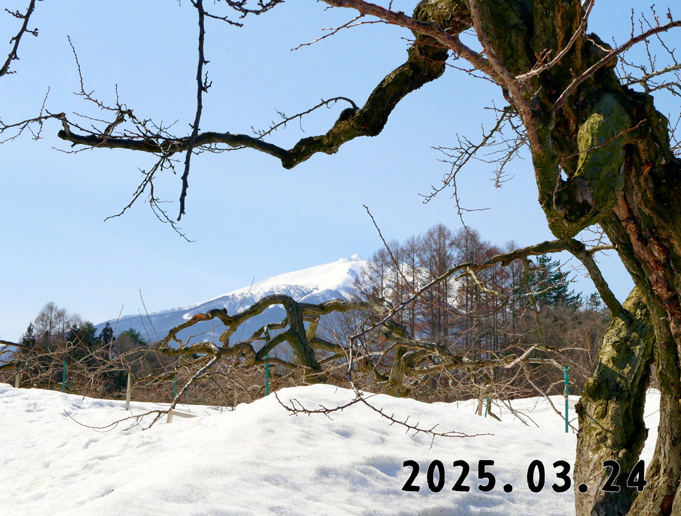 森の中の果樹園のプラム