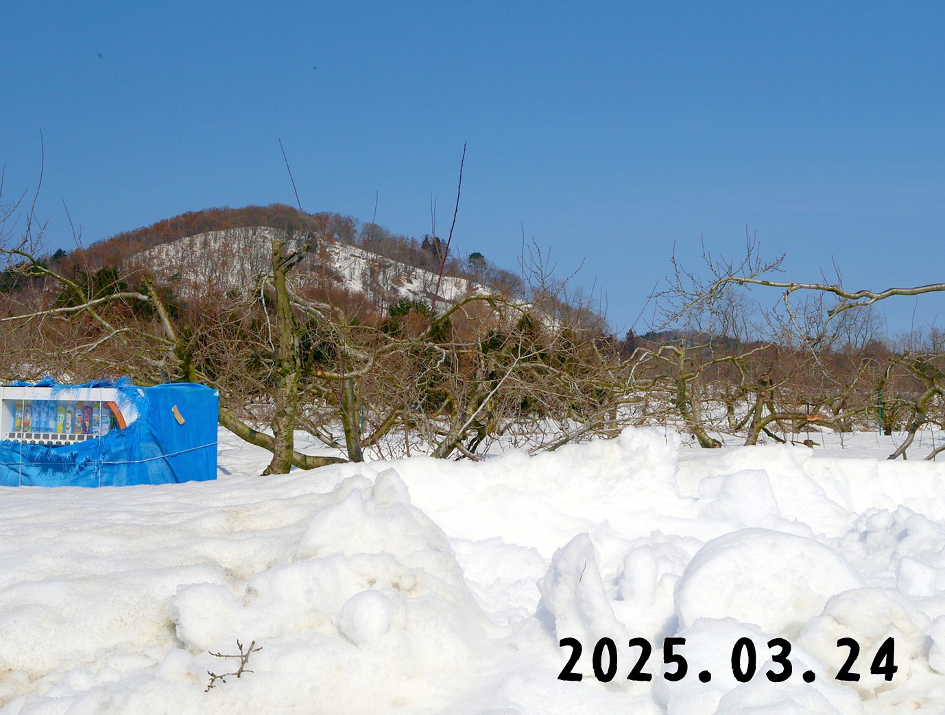森の中の果樹園のプルーン