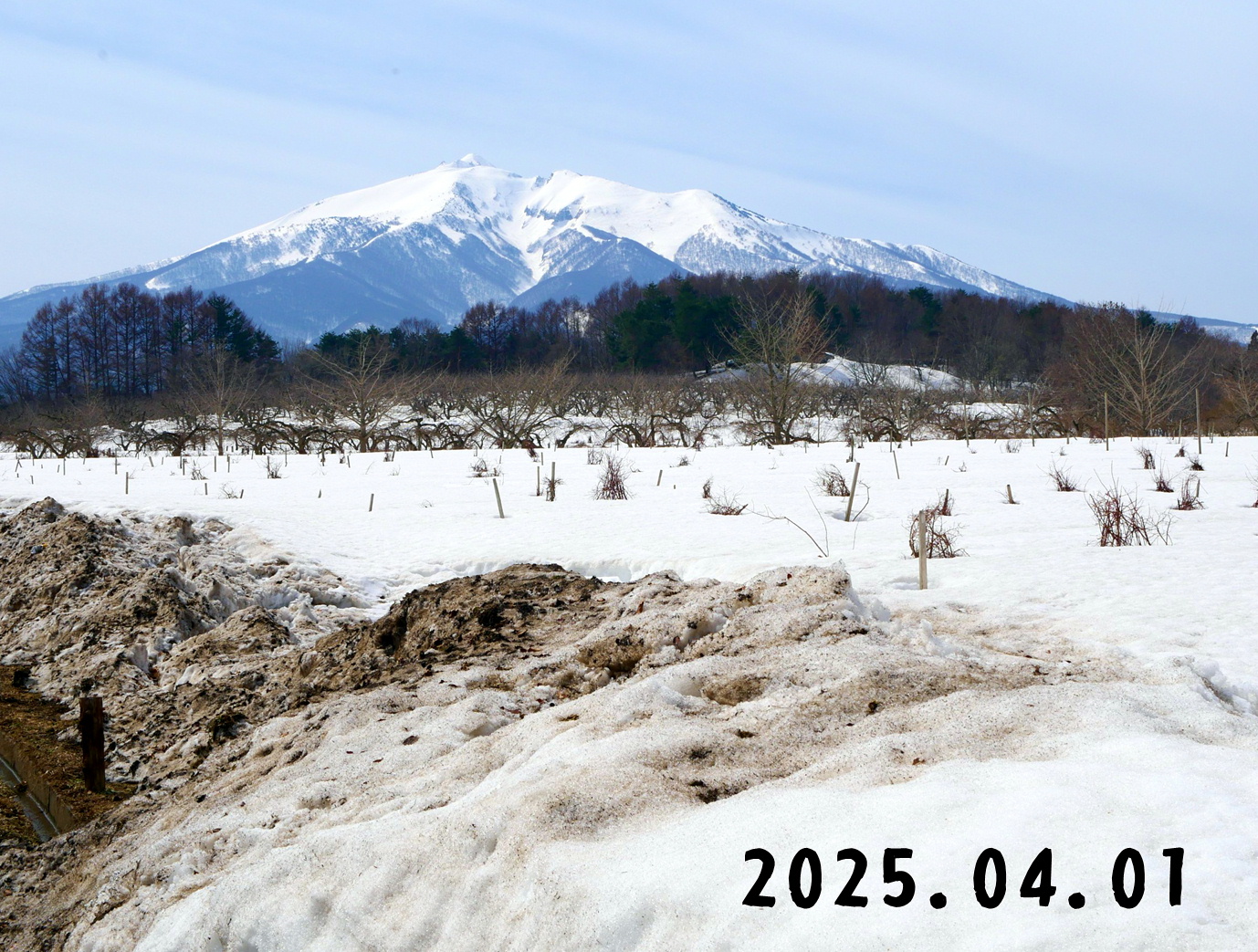 森の中の果樹園のブルーベリー