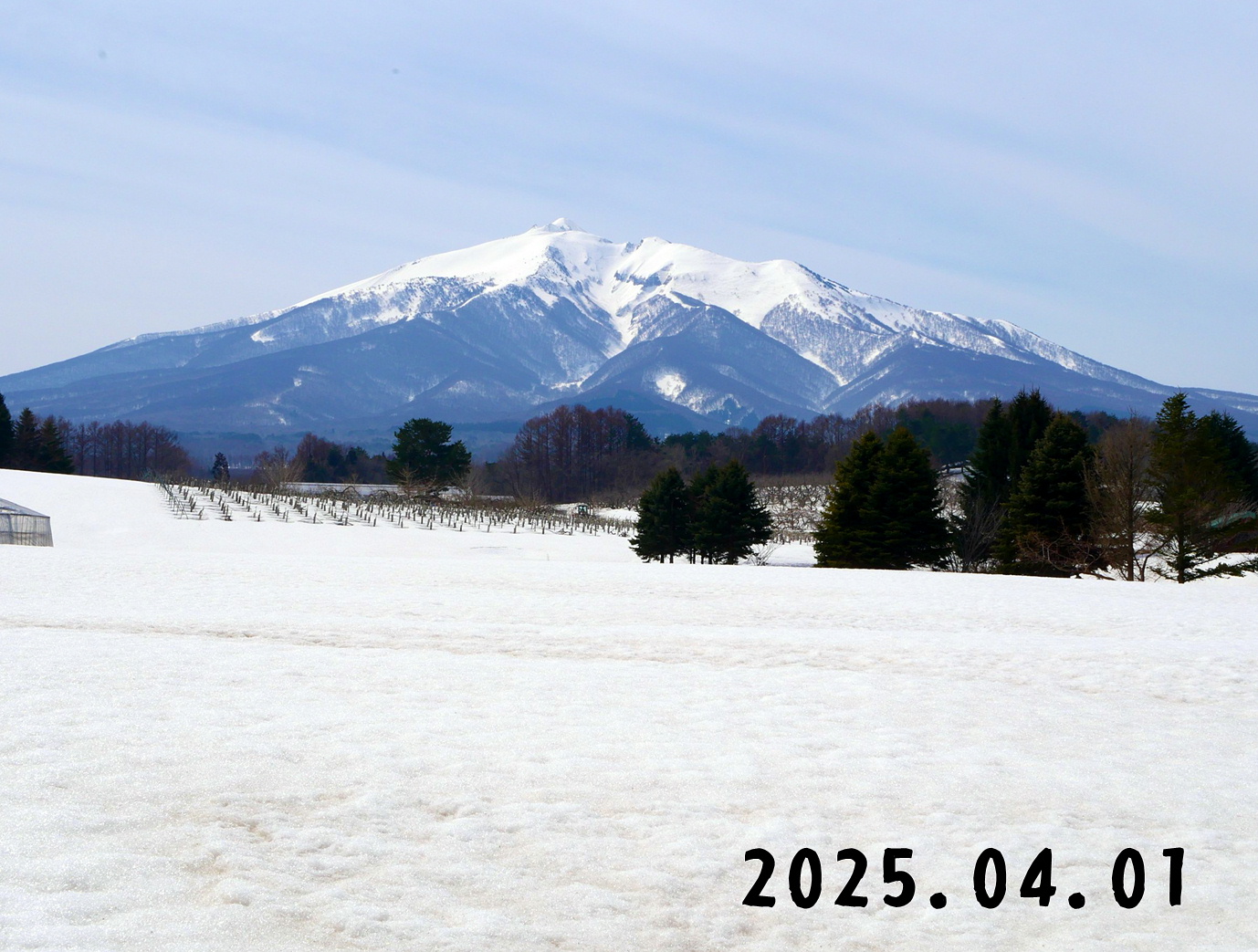 森の中の果樹園のくだもの狩り