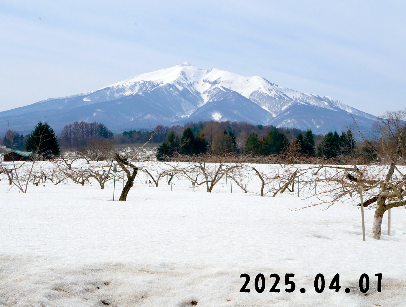 森の中の果樹園のモモ
