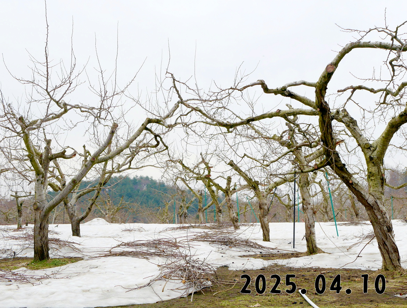 森の中の果樹園のプルーン