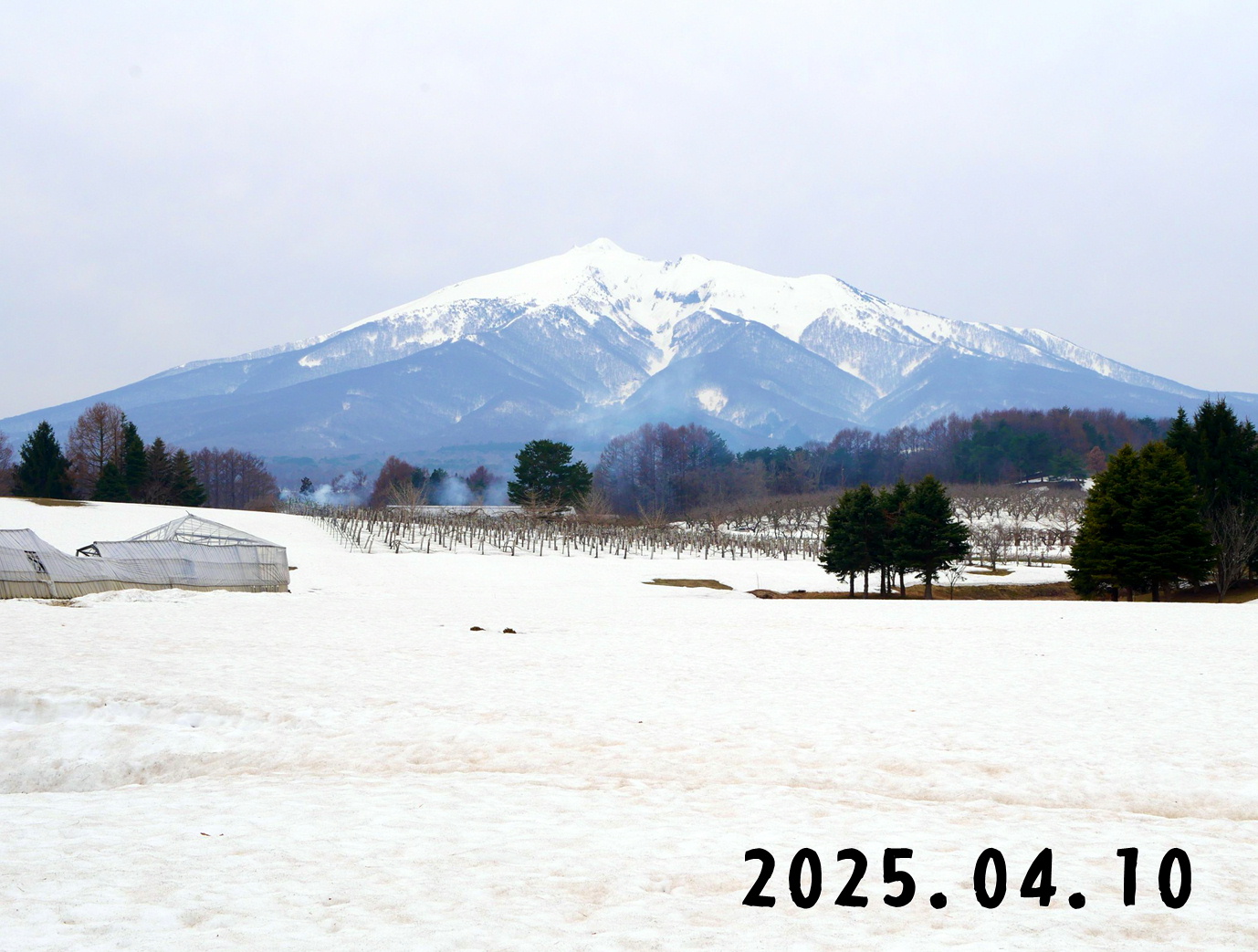 森の中の果樹園のくだもの狩り