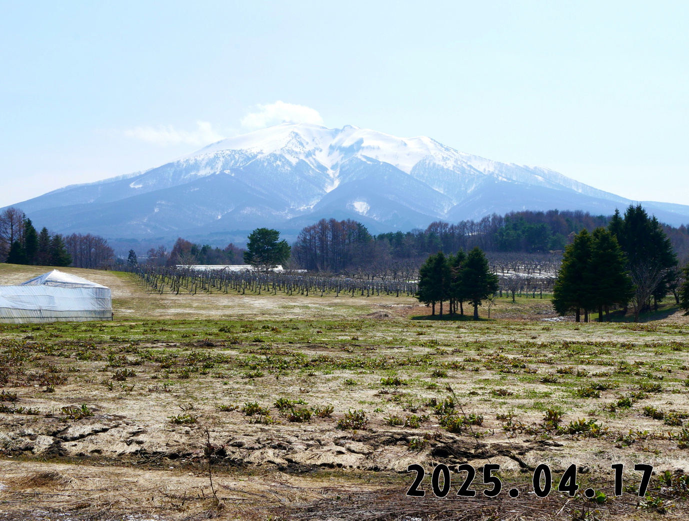 森の中の果樹園のくだもの狩り