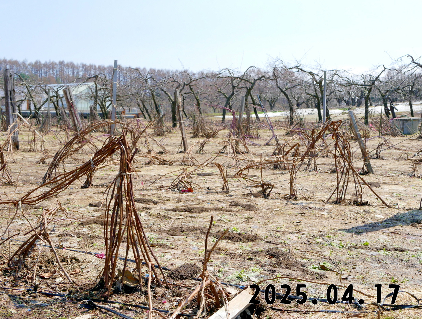 森の中の果樹園のラズベリー