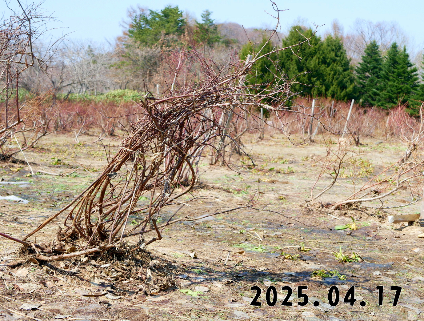 森の中の果樹園のハスカップ