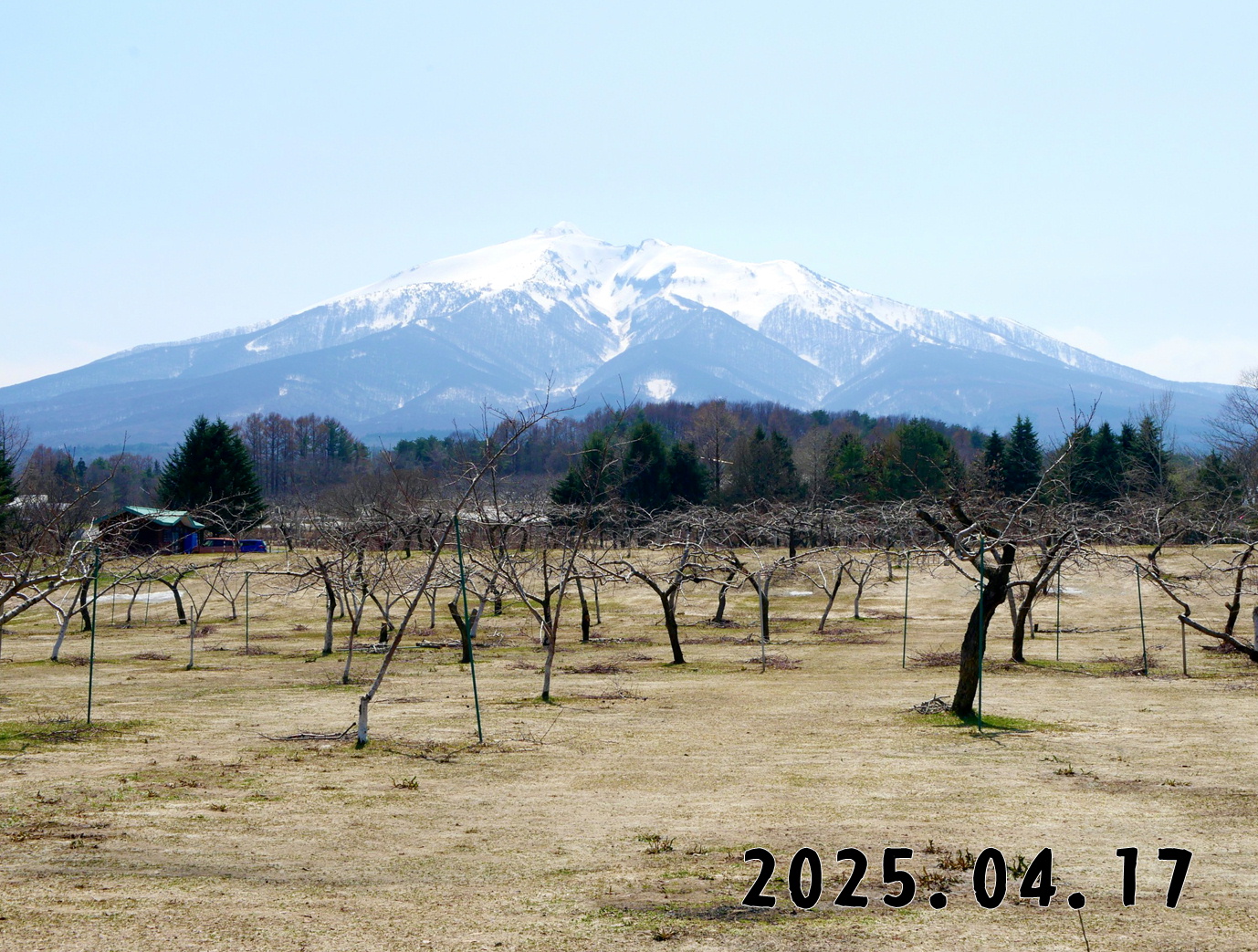 森の中の果樹園のモモ