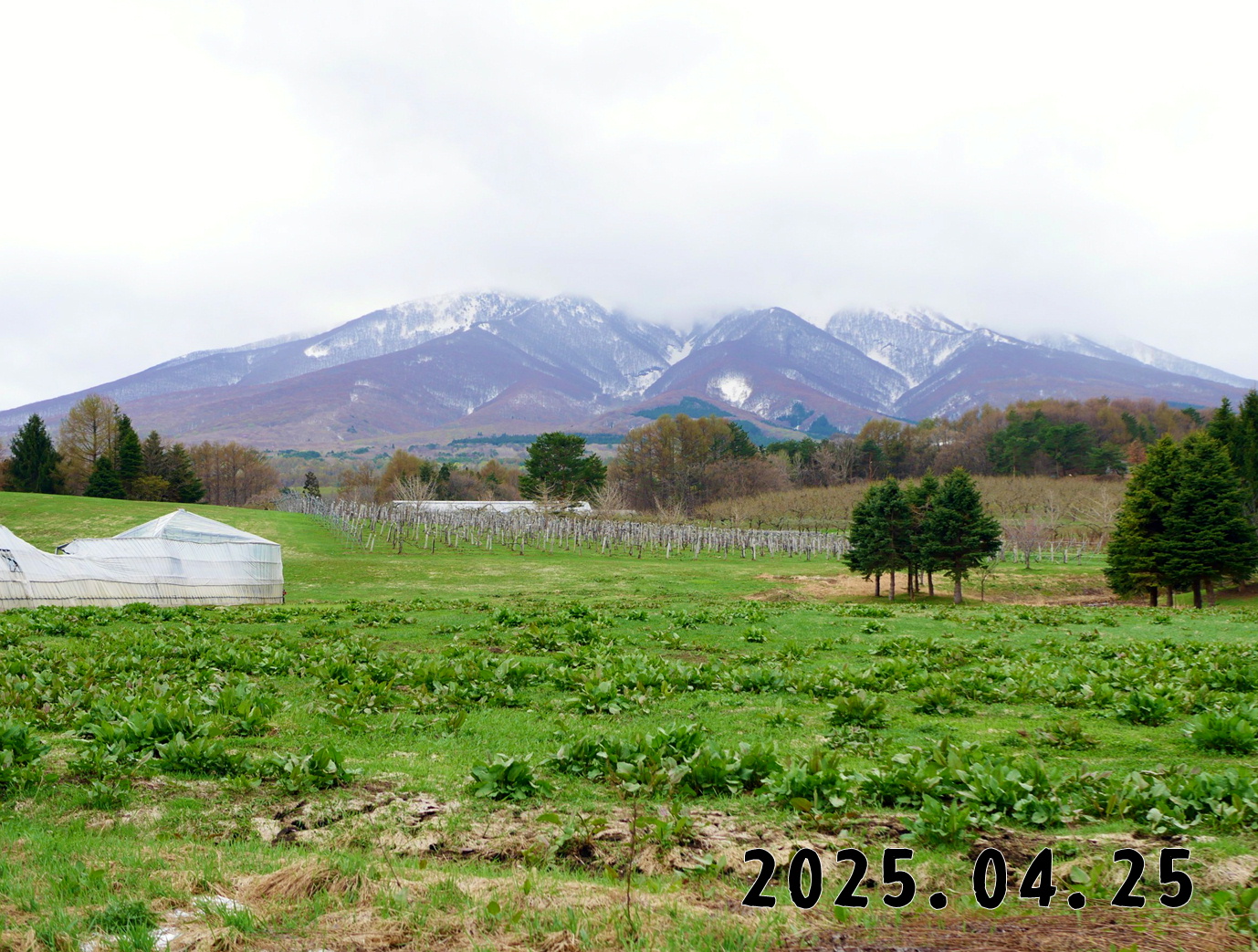 森の中の果樹園のくだもの狩り