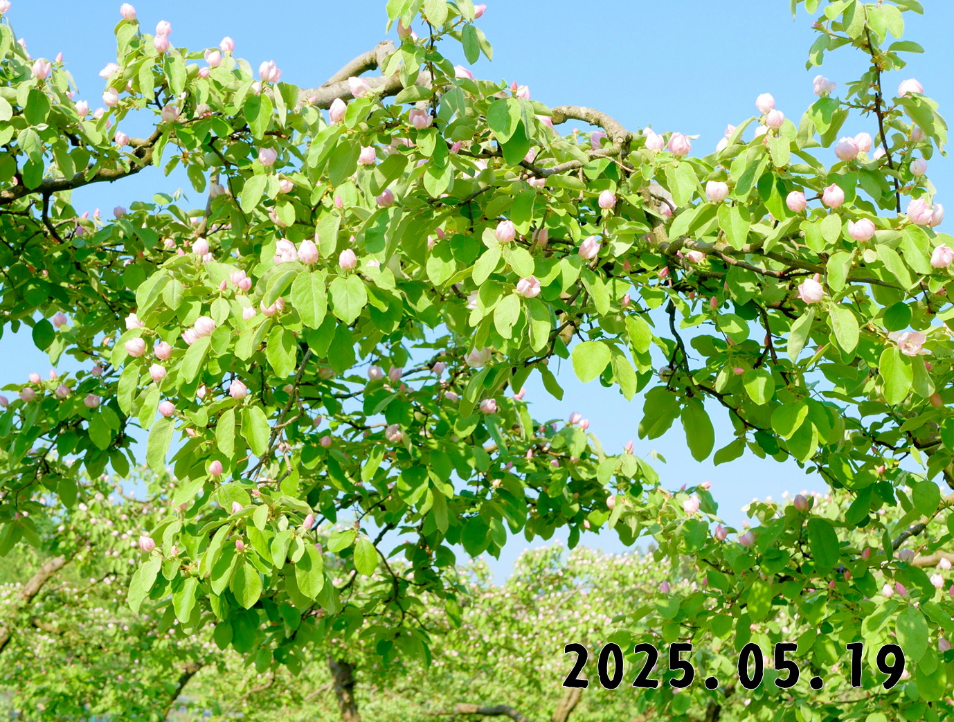 森の中の果樹園のマルメロ