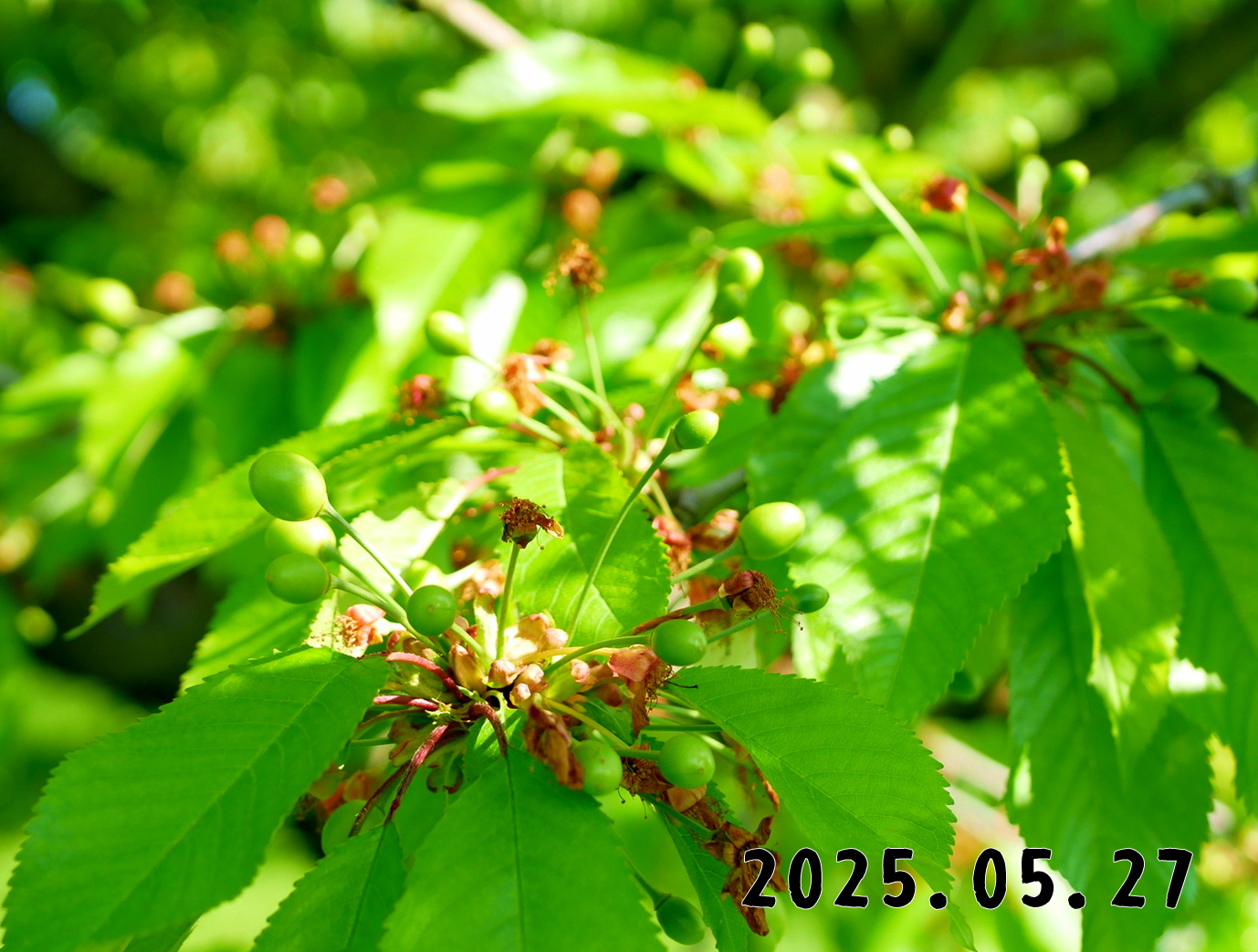 森の中の果樹園のサクランボ