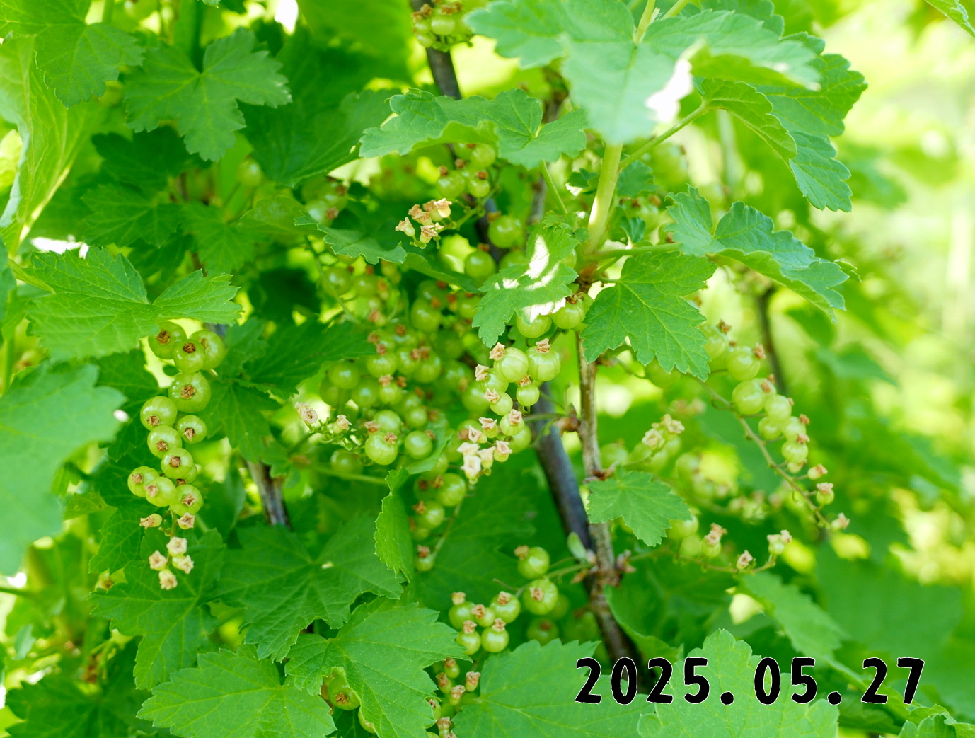 森の中の果樹園のすぐり