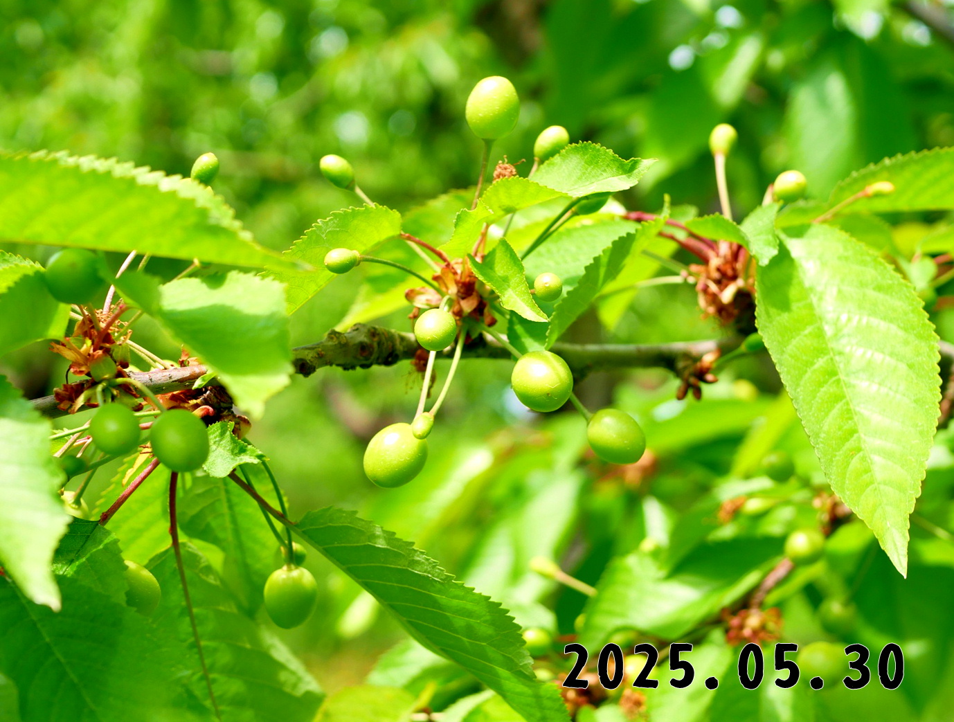 森の中の果樹園のサクランボ