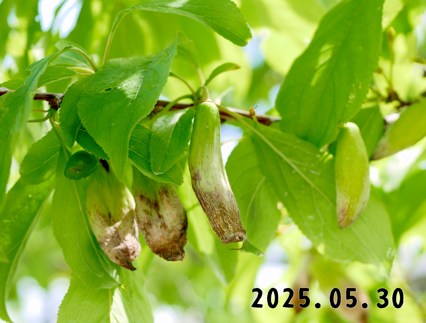 森の中の果樹園のプラム