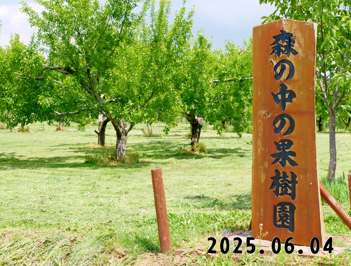 森の中の果樹園のくだもの狩り