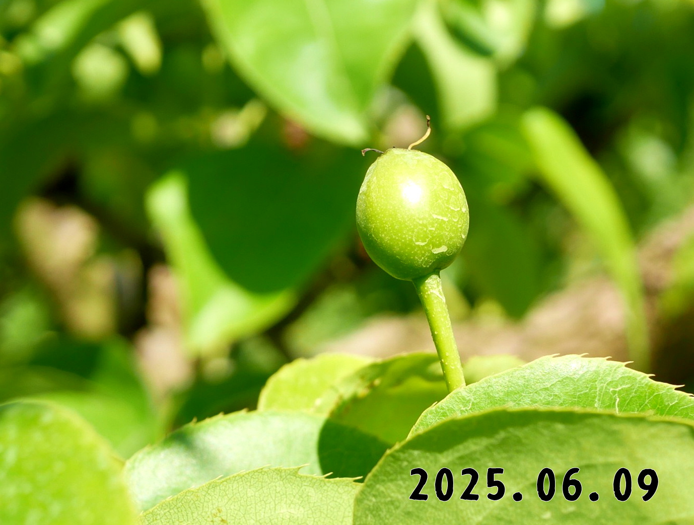 森の中の果樹園のナシ