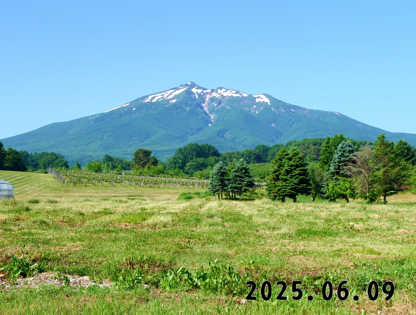 森の中の果樹園のくだもの狩り