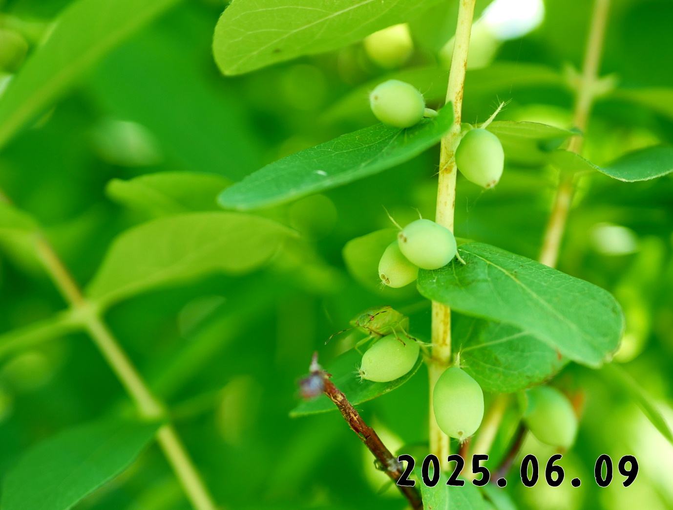 森の中の果樹園のハスカップ