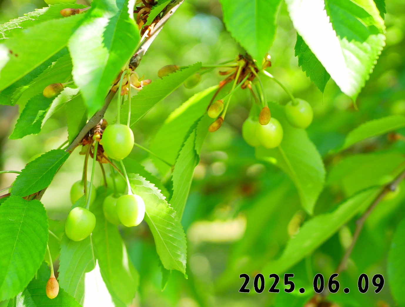 森の中の果樹園のサクランボ