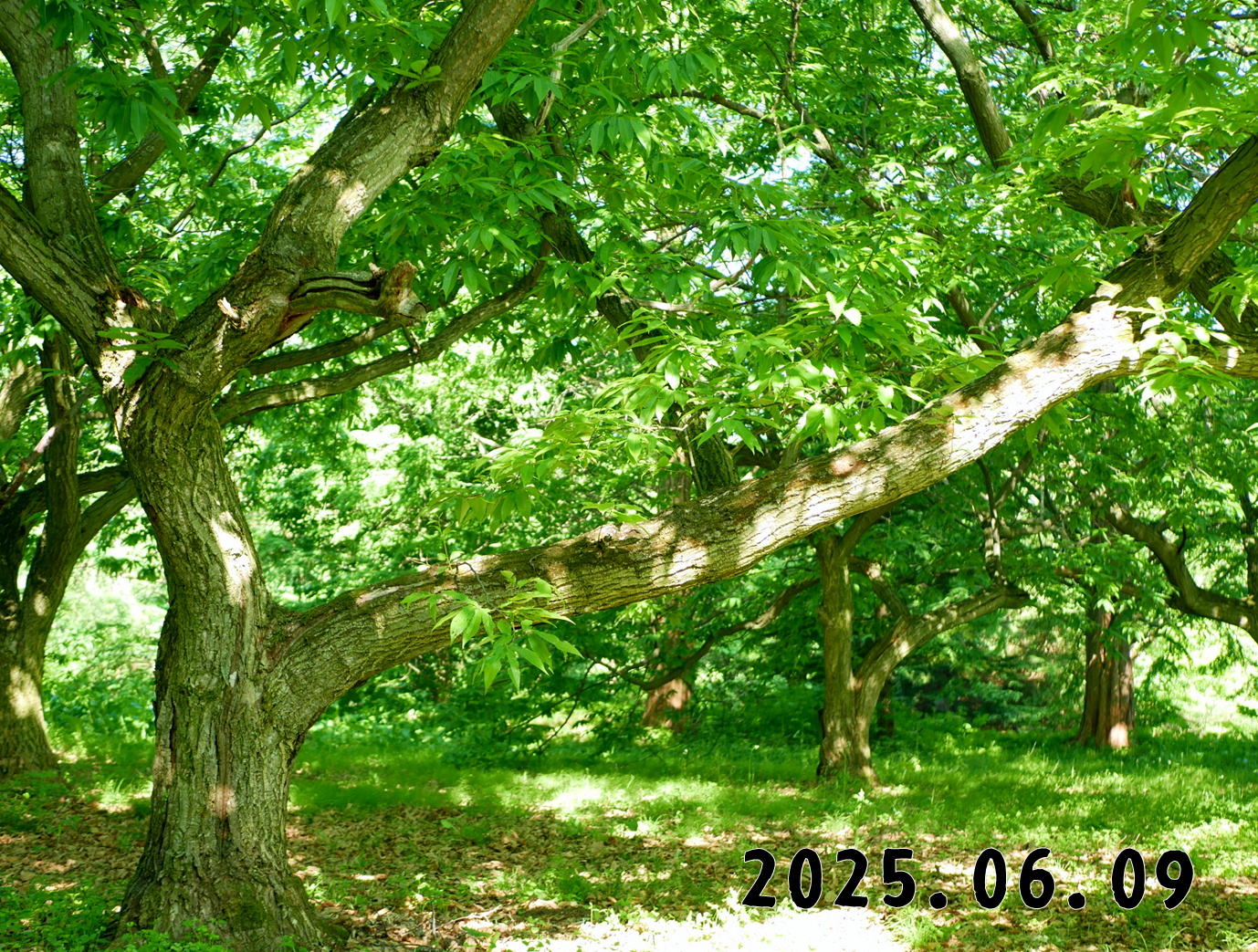 森の中の果樹園のクリ