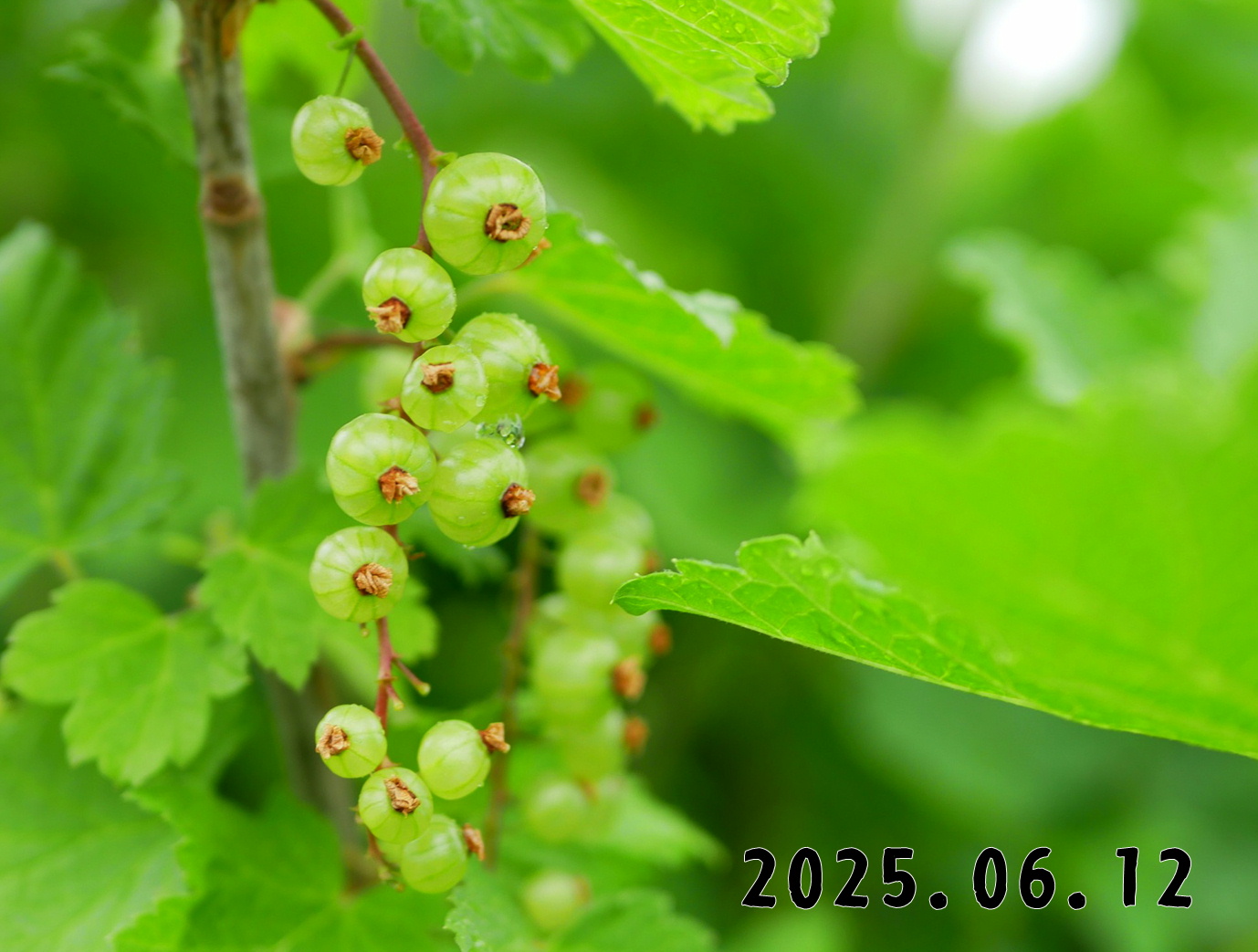 森の中の果樹園のすぐり