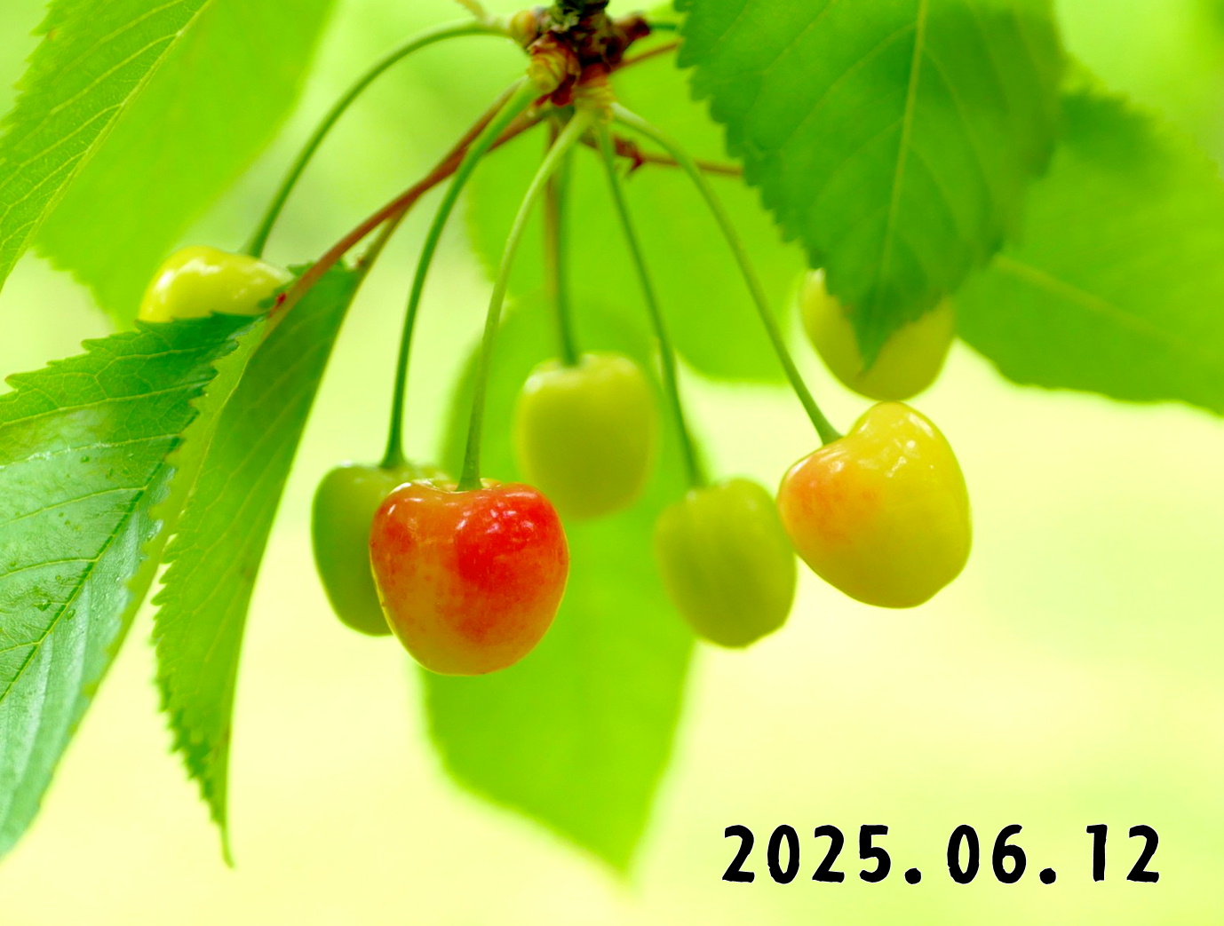 森の中の果樹園のサクランボ