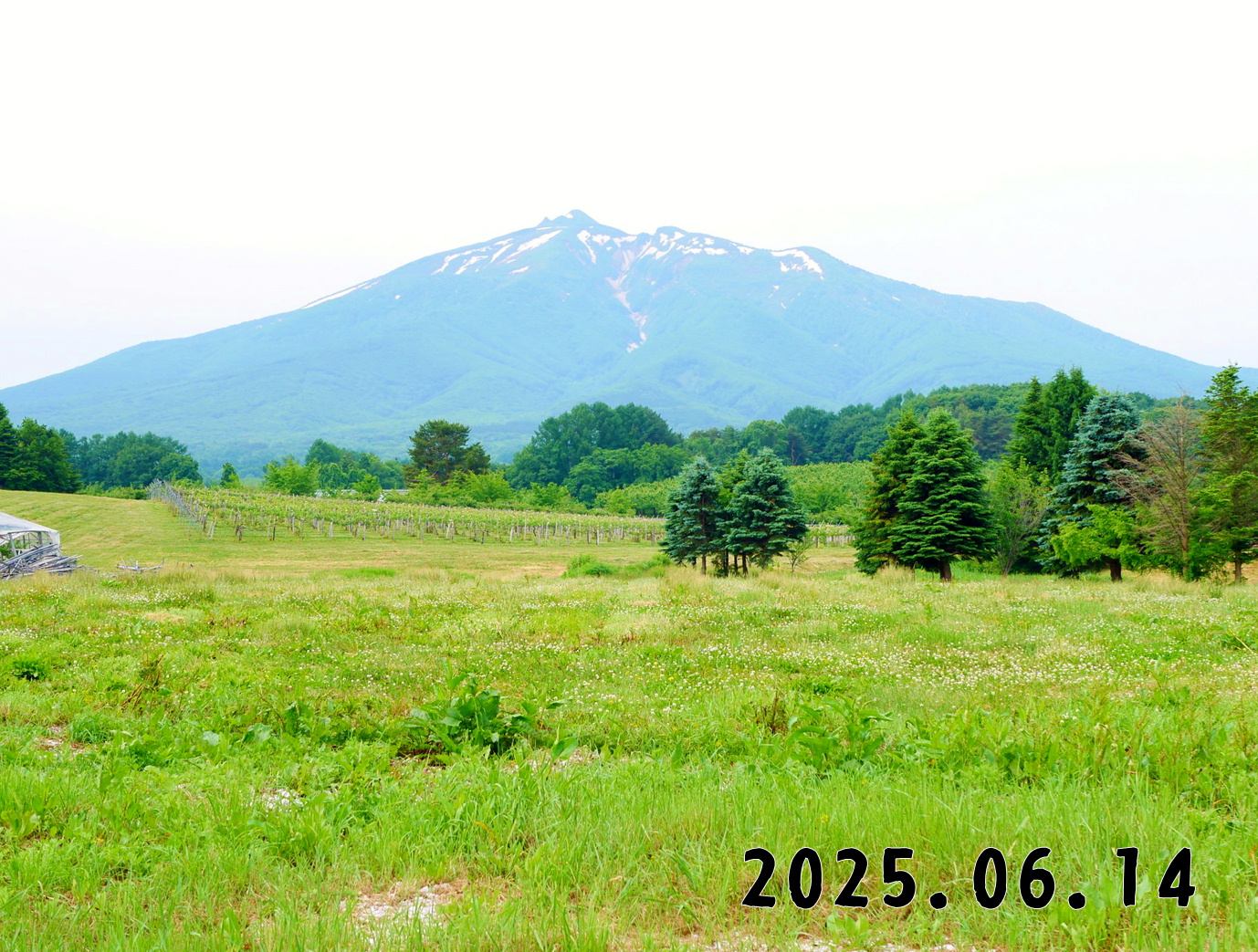 森の中の果樹園のくだもの狩り