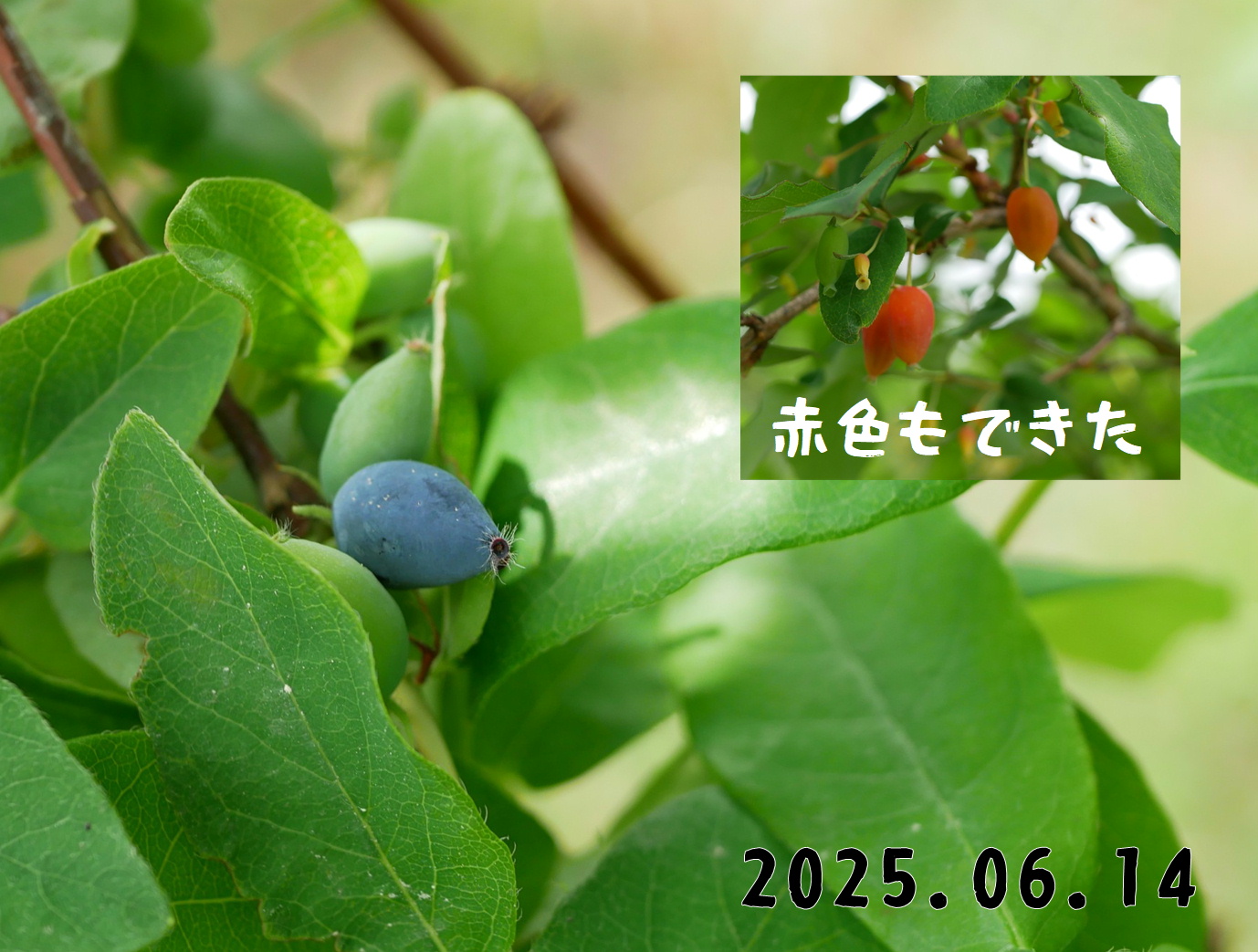 森の中の果樹園のハスカップ