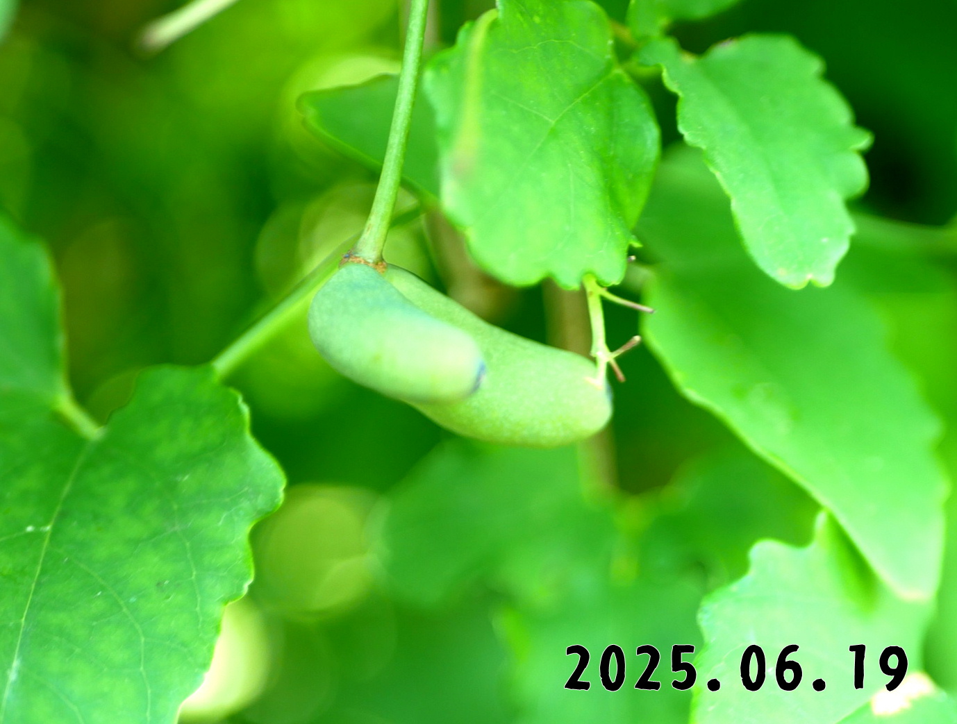 森の中の果樹園のアケビ