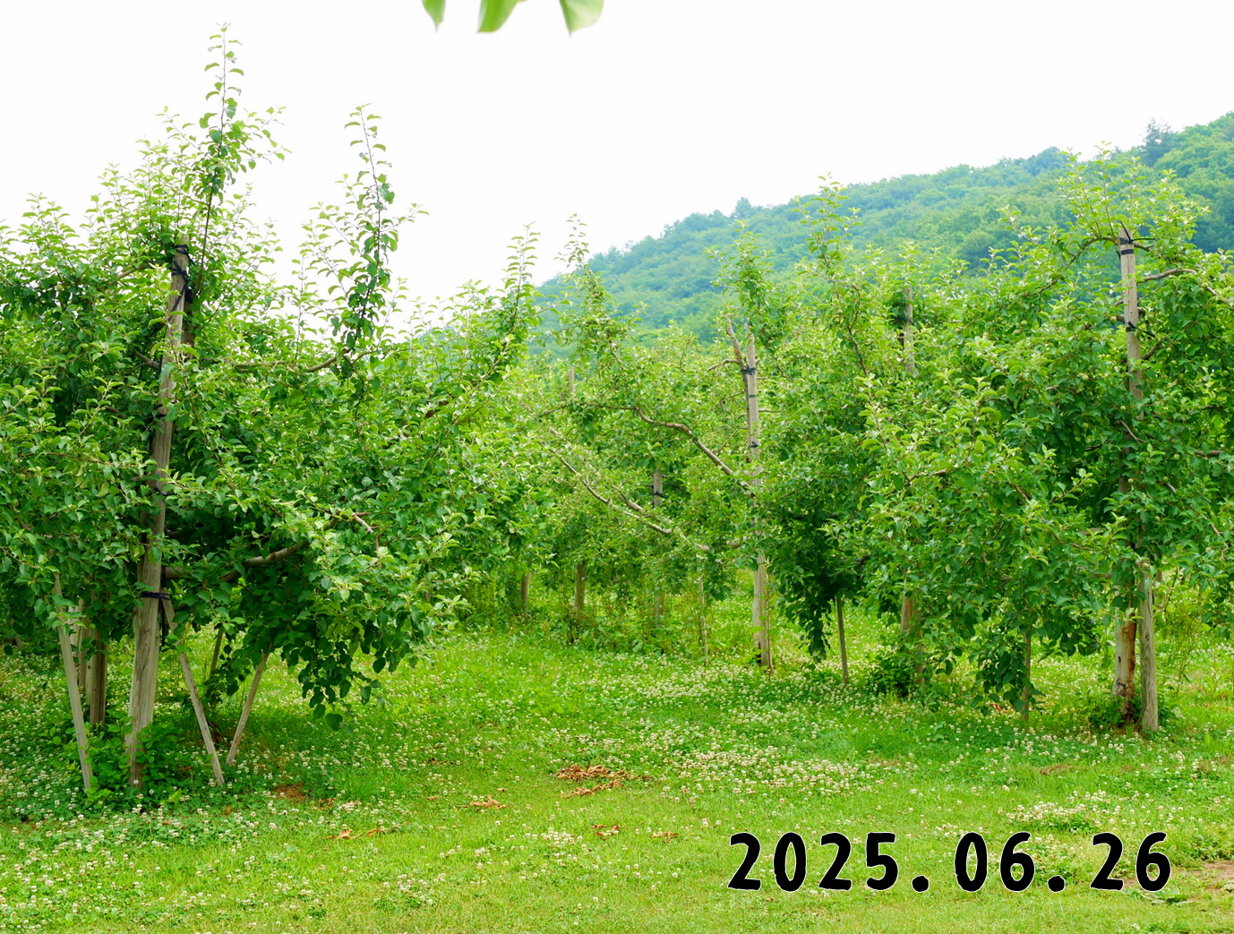 森の中の果樹園のリンゴ