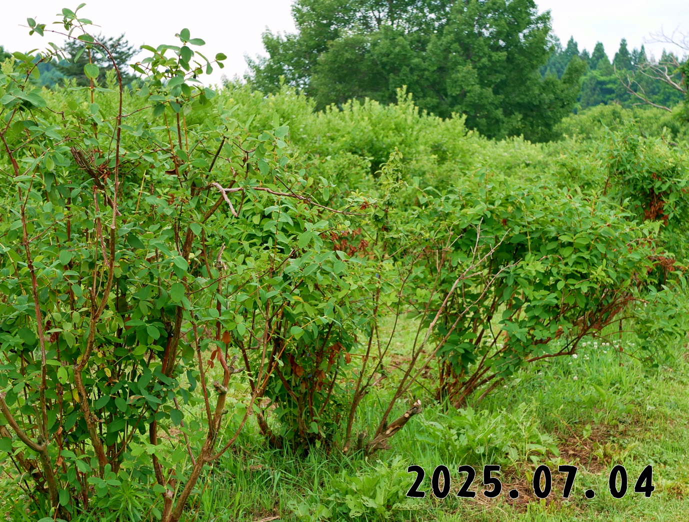 森の中の果樹園のハスカップ