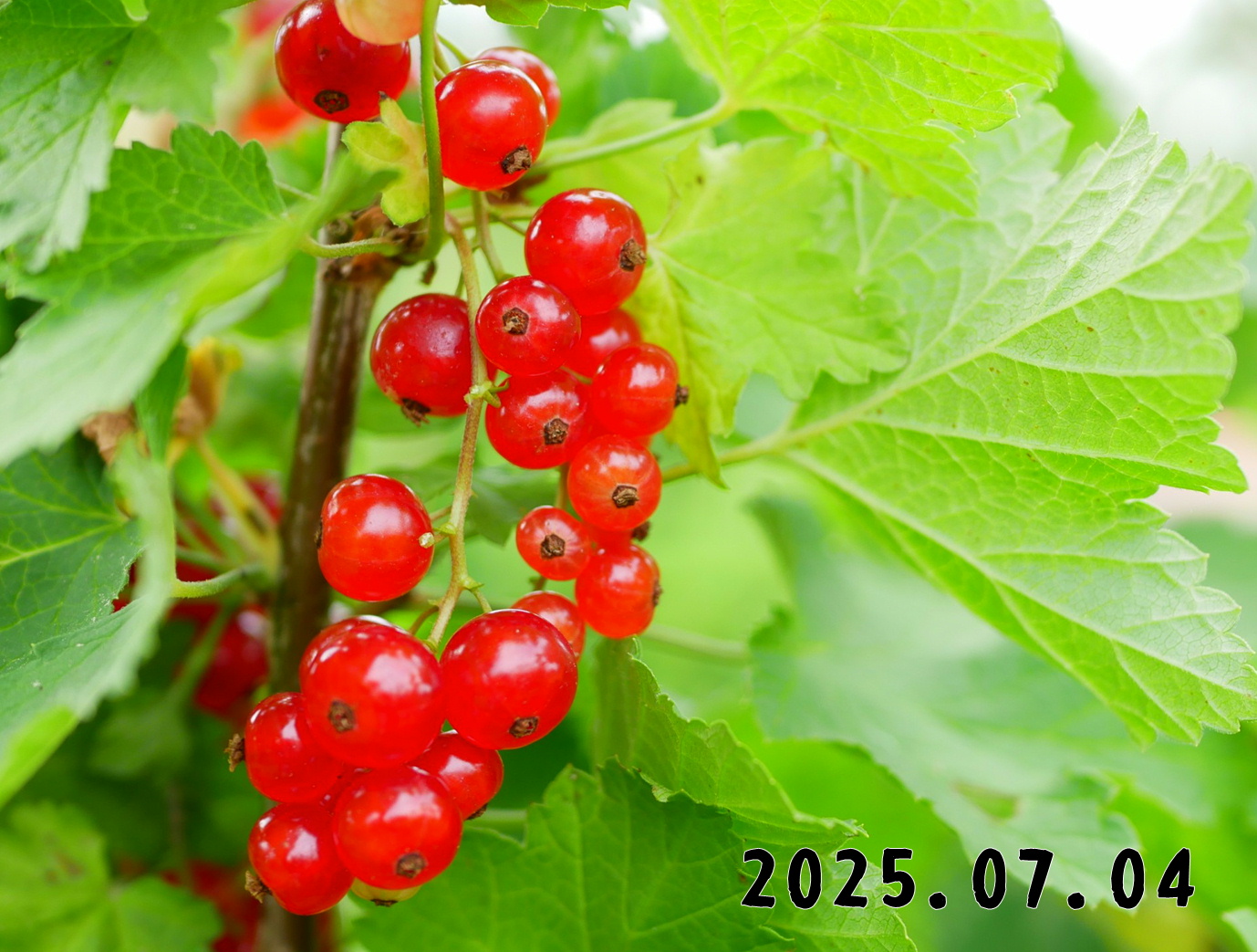 森の中の果樹園のすぐり