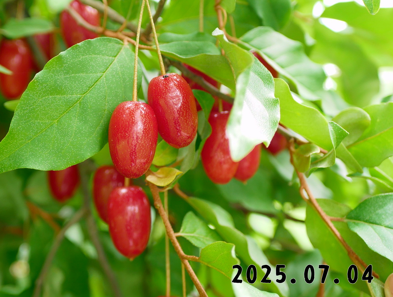 森の中の果樹園のグミ