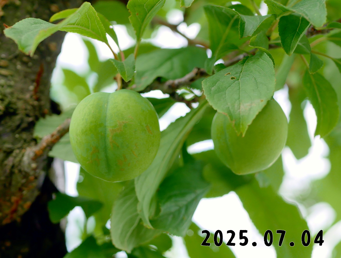 森の中の果樹園のプラム