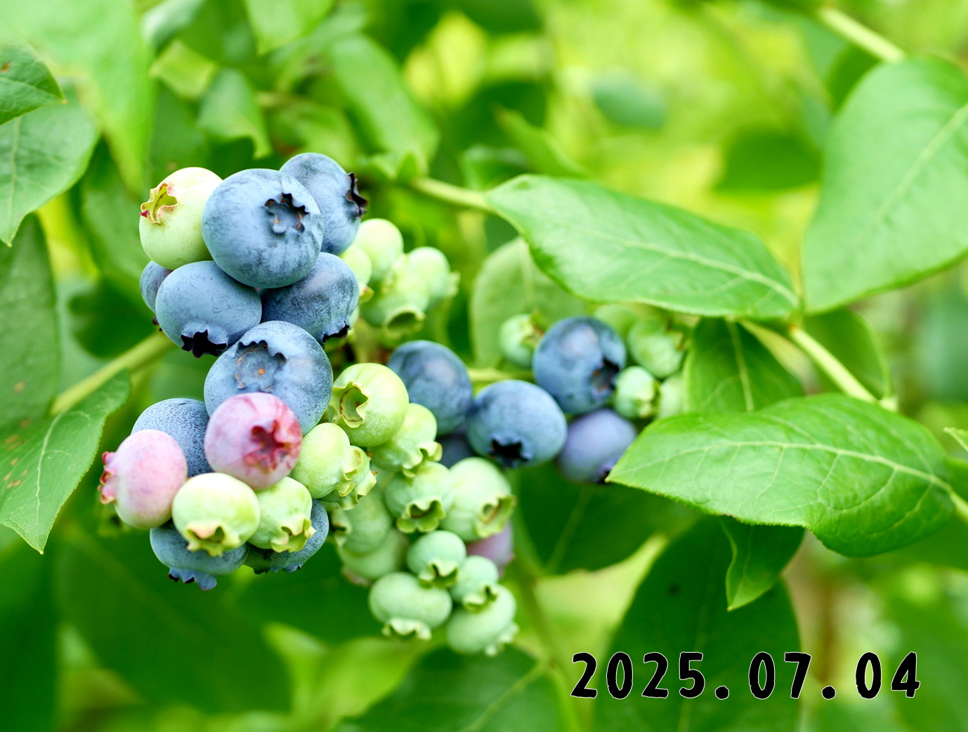 森の中の果樹園のブルーベリー