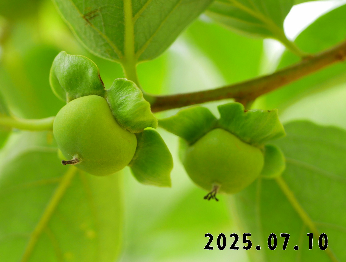 森の中の果樹園のカキ