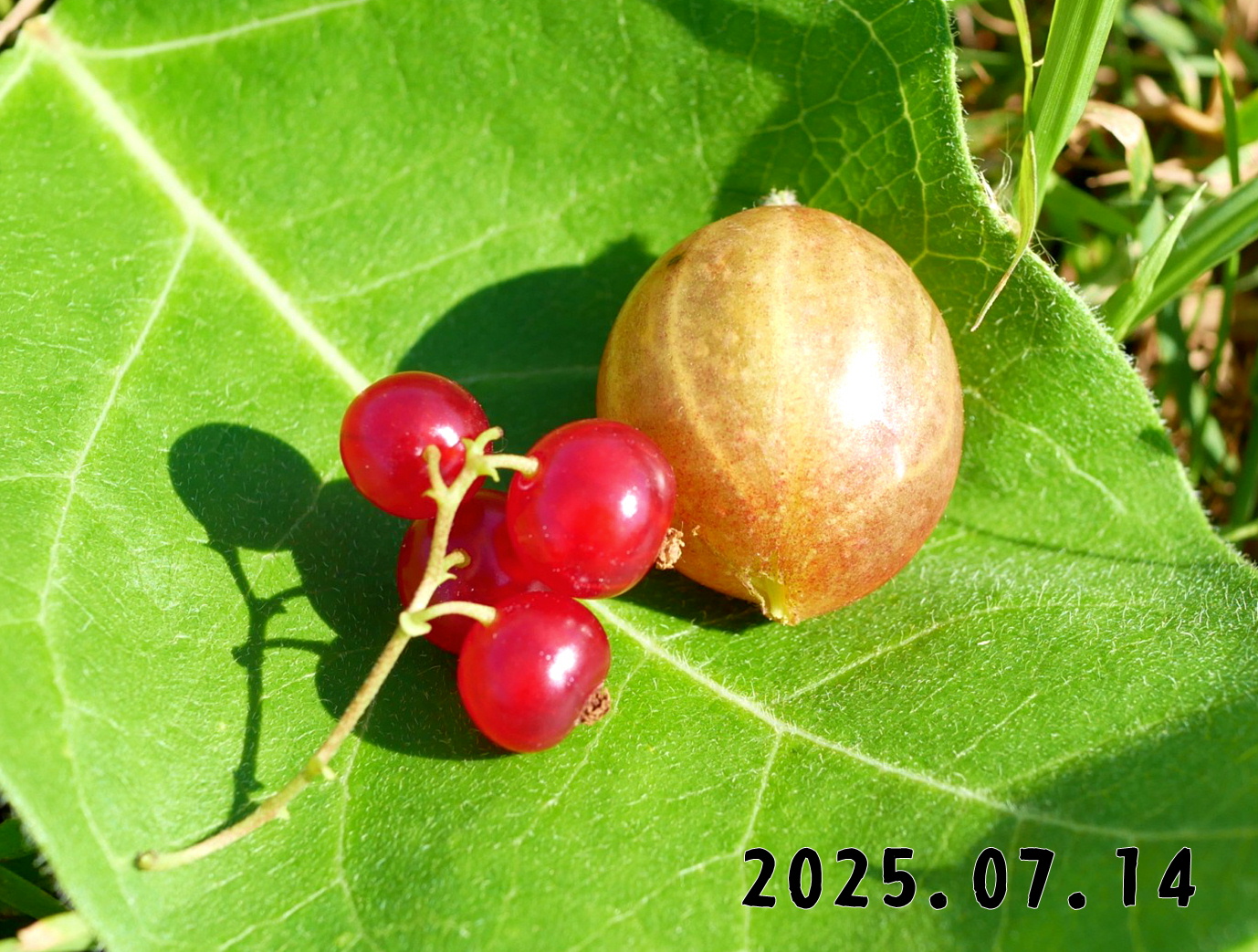 森の中の果樹園のすぐり
