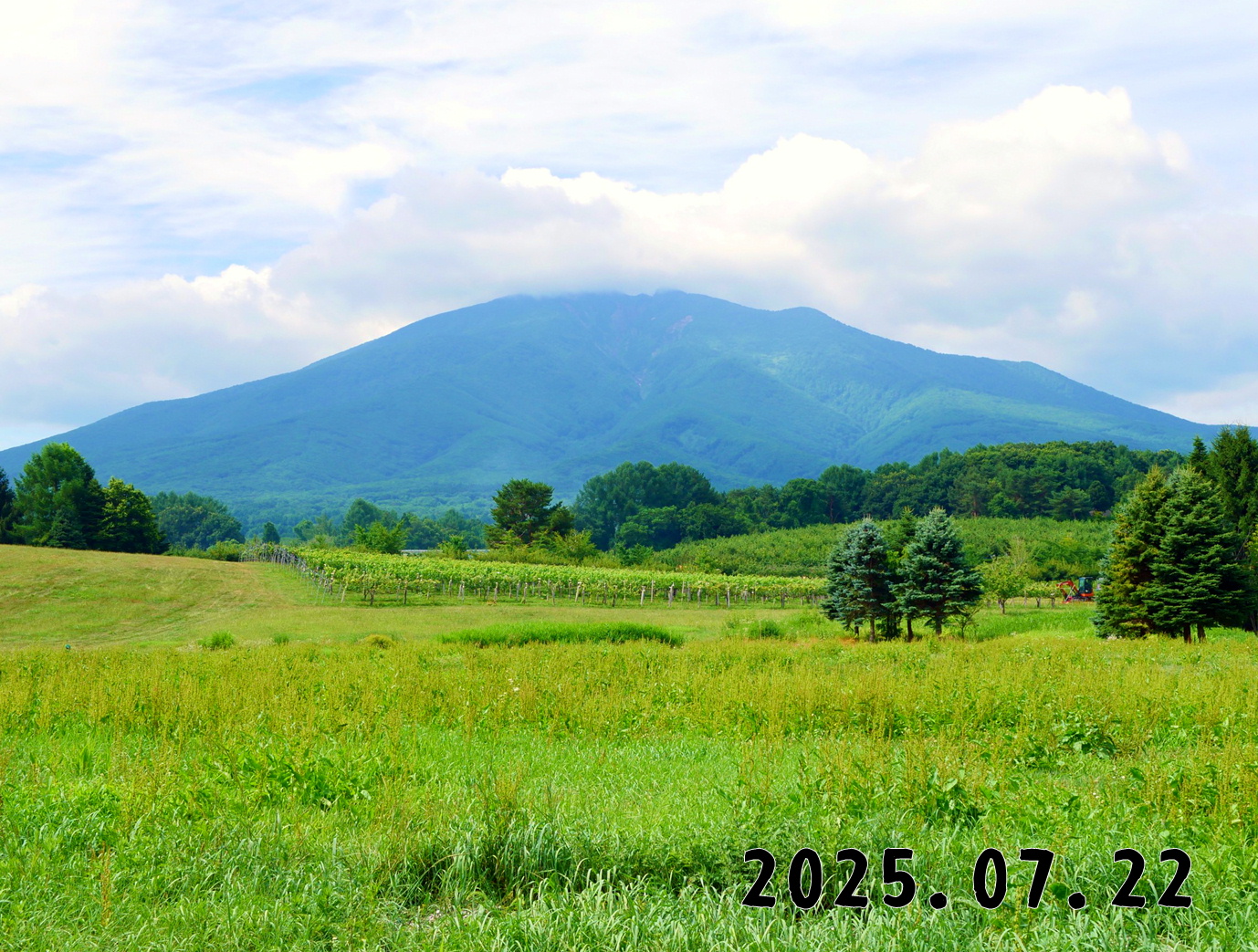 森の中の果樹園のくだもの狩り