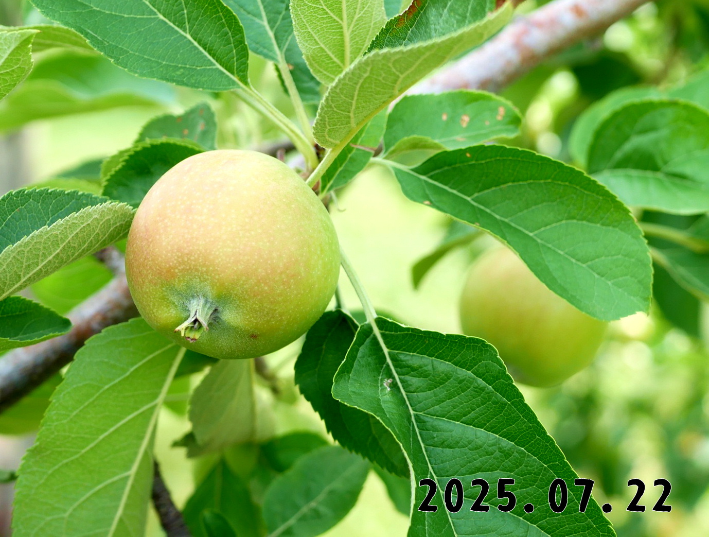 森の中の果樹園のリンゴ