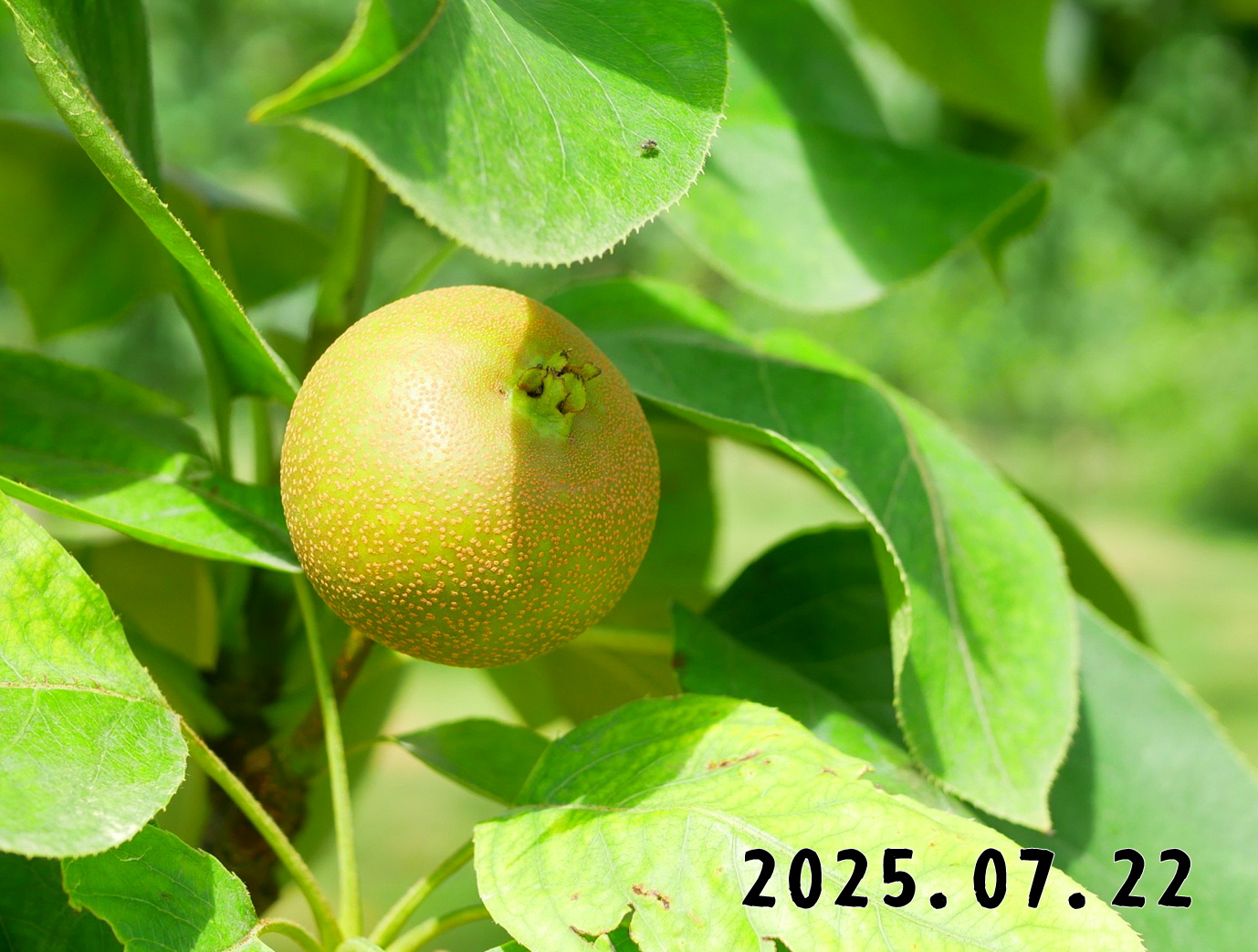 森の中の果樹園のナシ