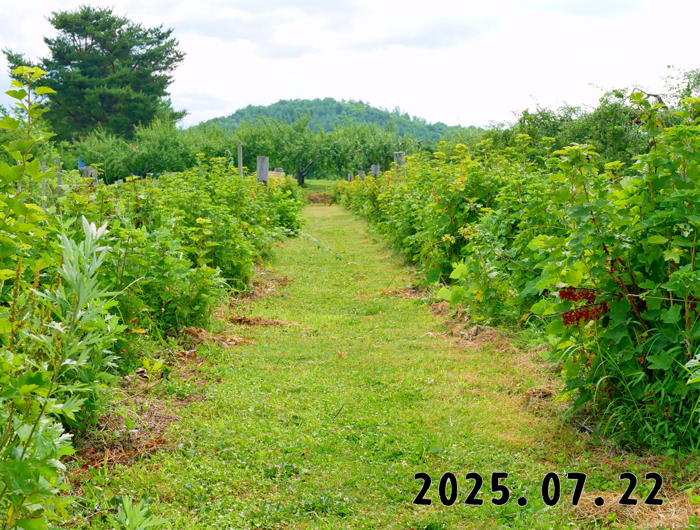森の中の果樹園のすぐり