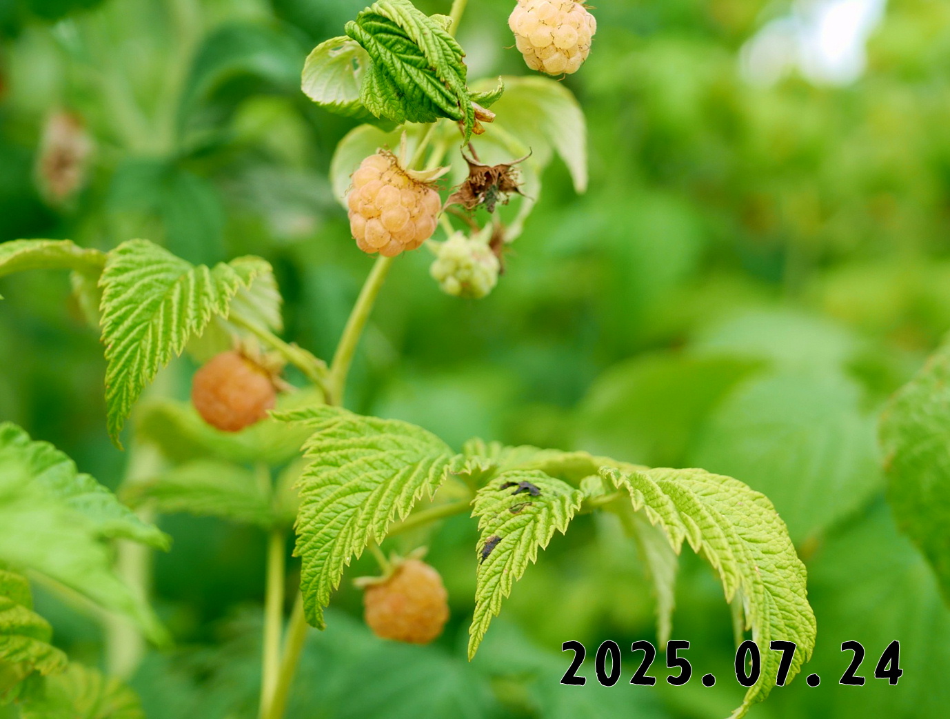 森の中の果樹園のラズベリー