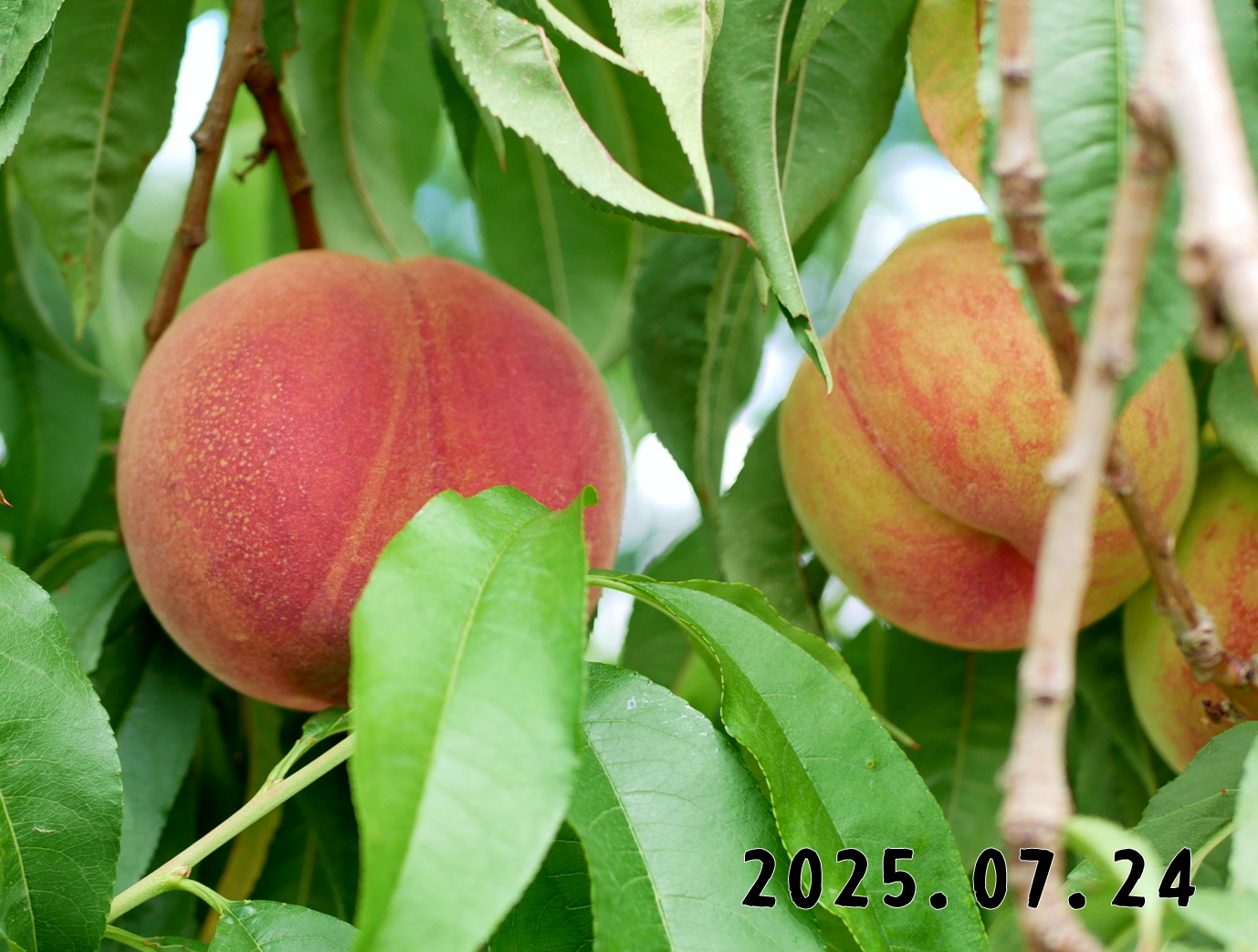 森の中の果樹園のモモ