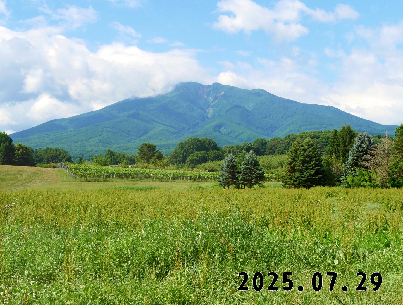 森の中の果樹園の岩木山