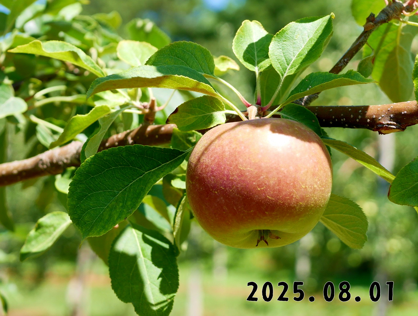 森の中の果樹園のリンゴ