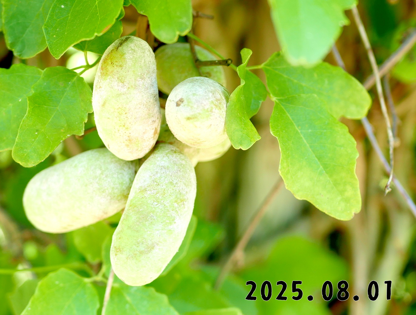 森の中の果樹園のアケビ