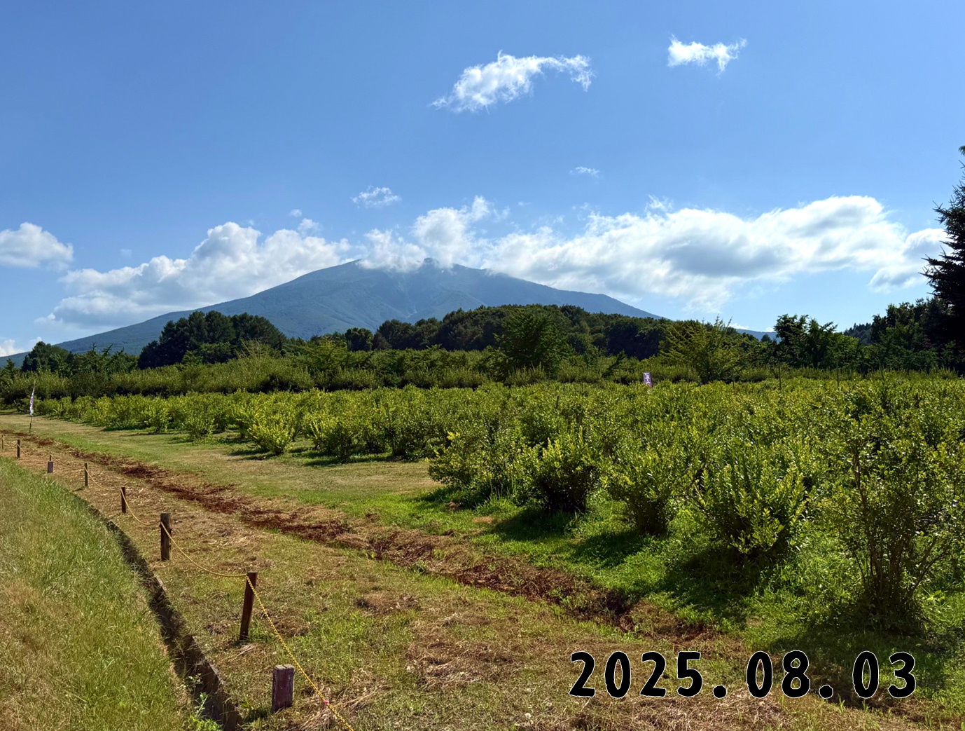 森の中の果樹園のブルーベリー