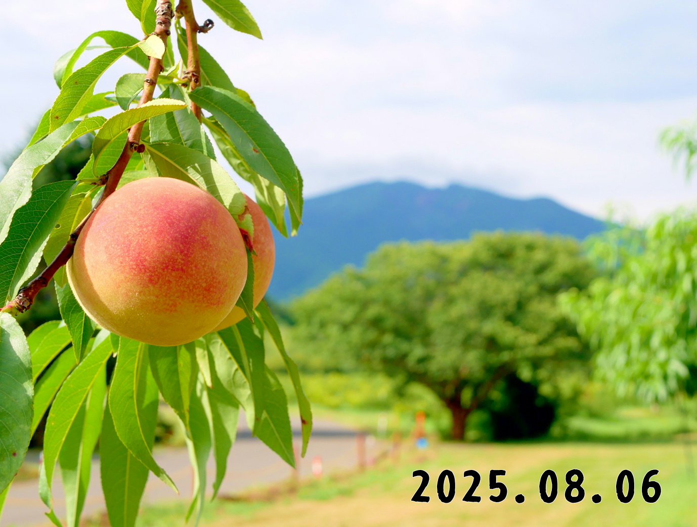 森の中の果樹園のモモ